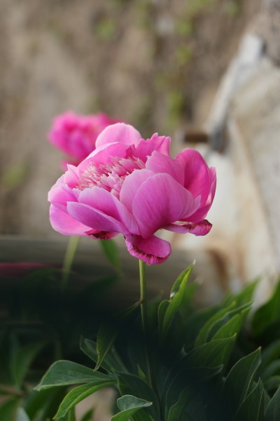 争芳斗艳的芍药花图片