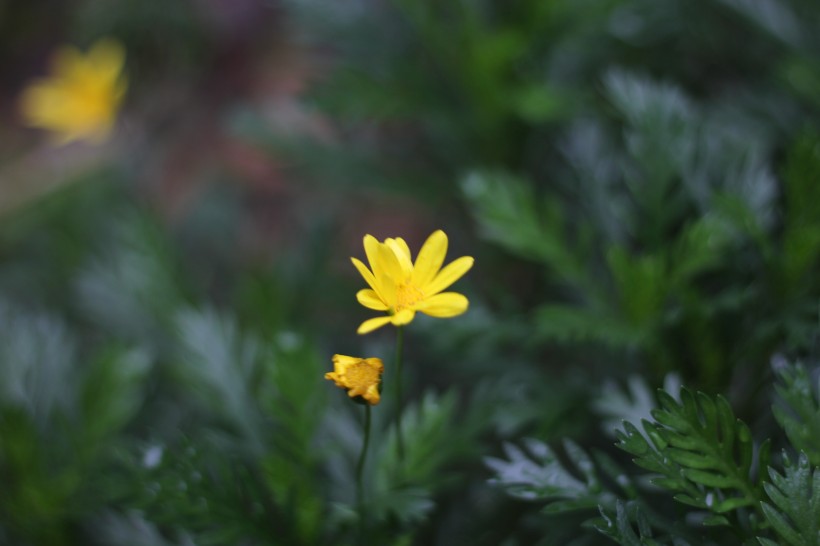 黄色的野生菊花图片