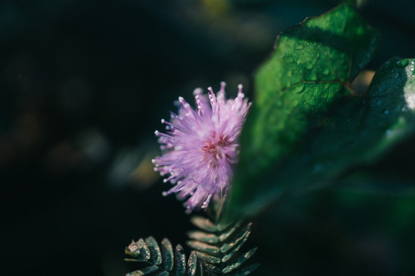 淡雅的野花图片