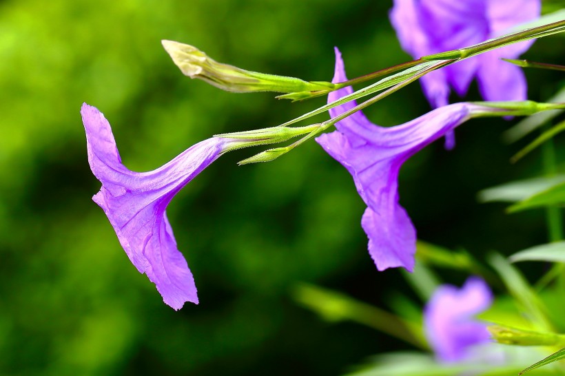 翠芦莉花图片