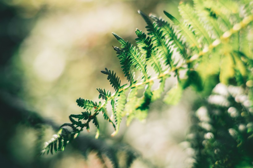 野生绿色蕨类植物图片