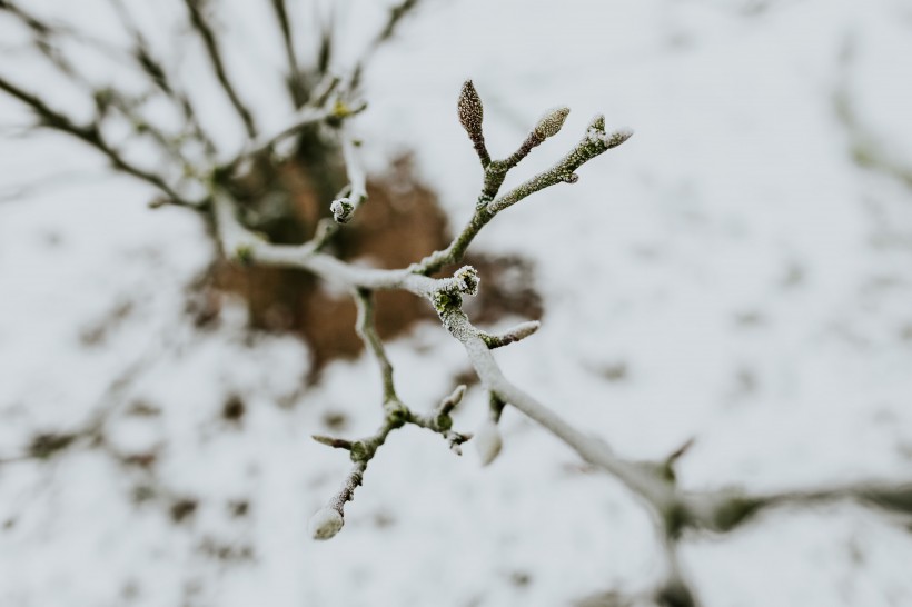 雪树的特写图片