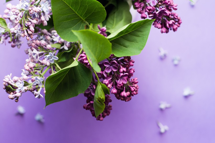 盛开的紫色丁香花图片