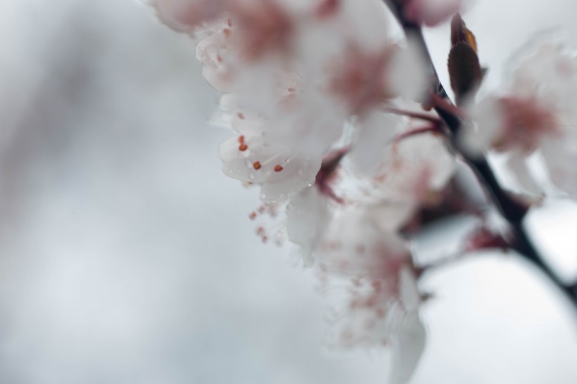 淡粉色樱花图片