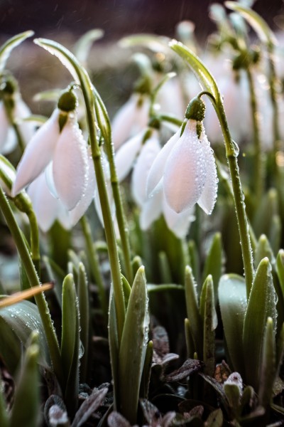 雪滴花图片