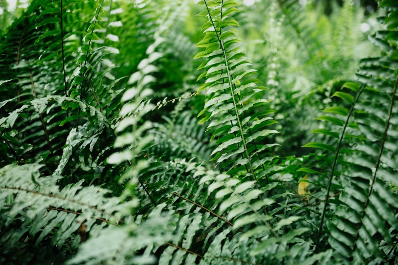 野生绿色蕨类植物图片