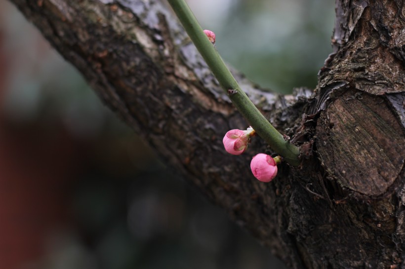 腊梅花骨朵图片