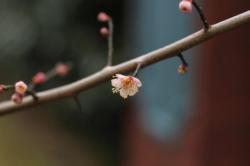 腊梅花骨朵图片