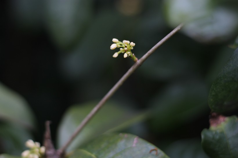 清香淡雅的桂花图片