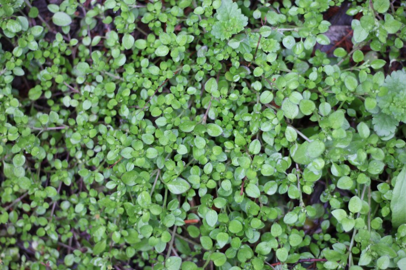 雨后的小草图片