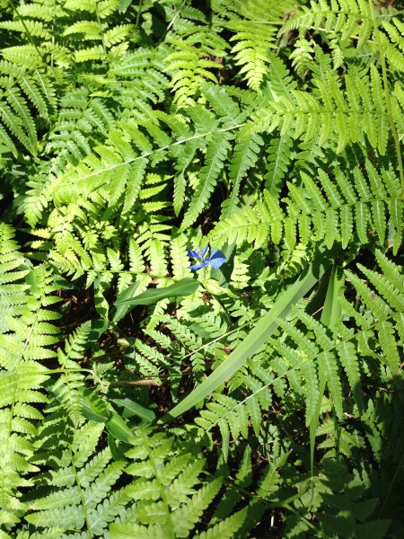 绿色蕨类植物图片