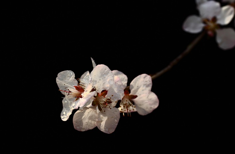 山桃花图片