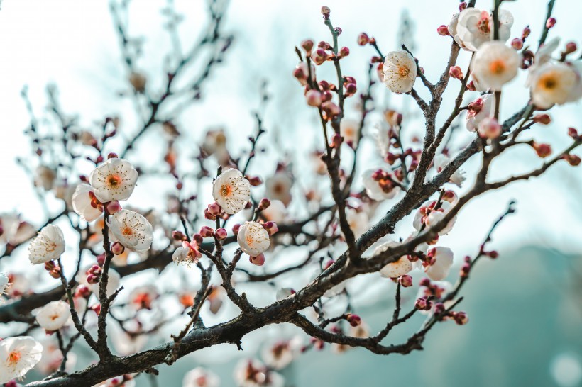 傲雪凌霜有气节的梅花图片