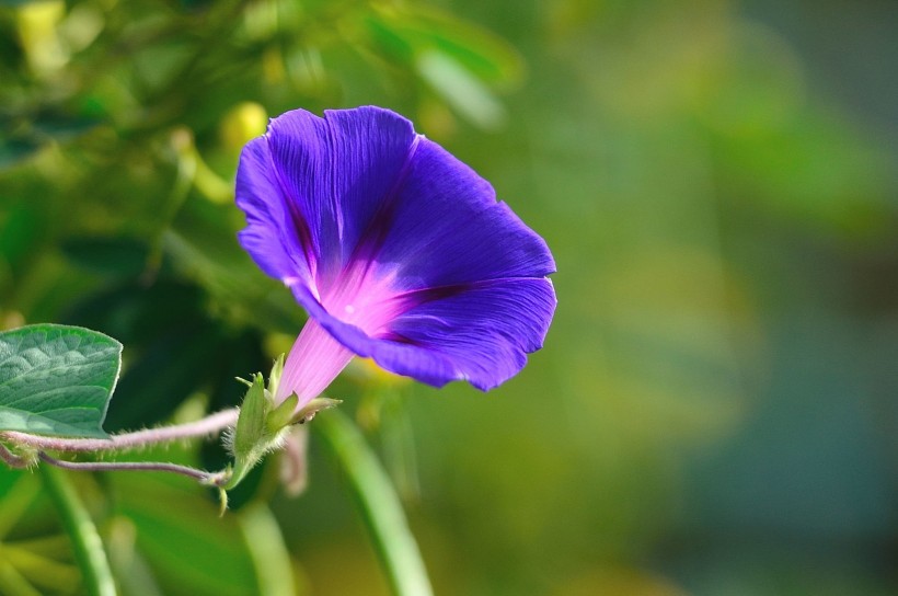 牵牛花图片