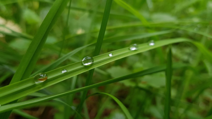 青草上面的露水图片