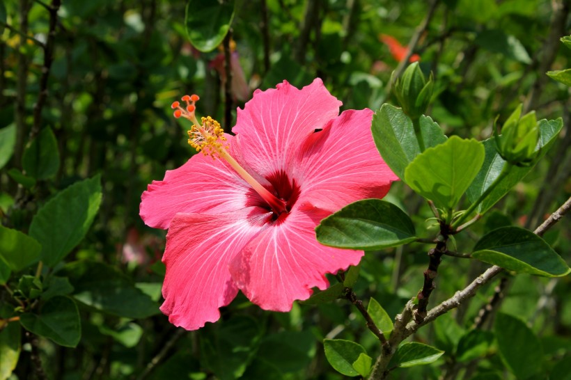 艳丽的粉色芙蓉花图片