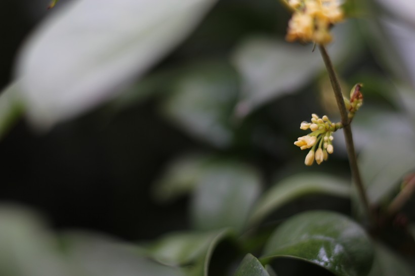 清香淡雅的桂花图片