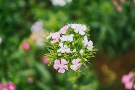 淡雅的野花图片(12张)