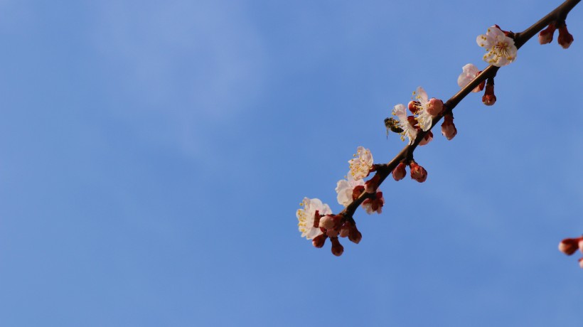 春季盛开的桃花图片