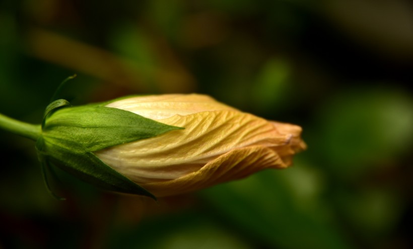 五颜六色娇柔的芙蓉花图片