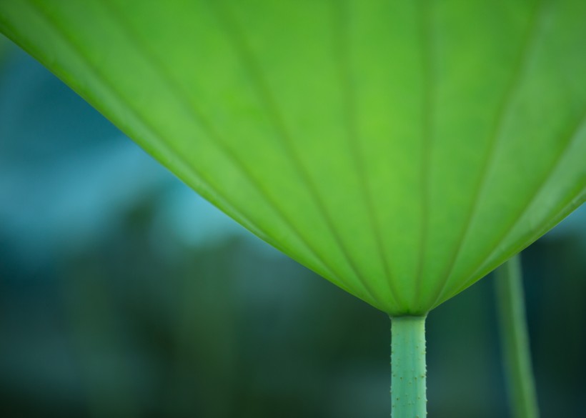 夏天绿色的荷叶图片