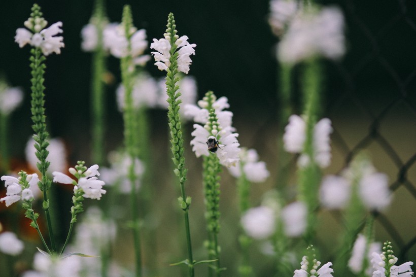 花园里的花花草草图片