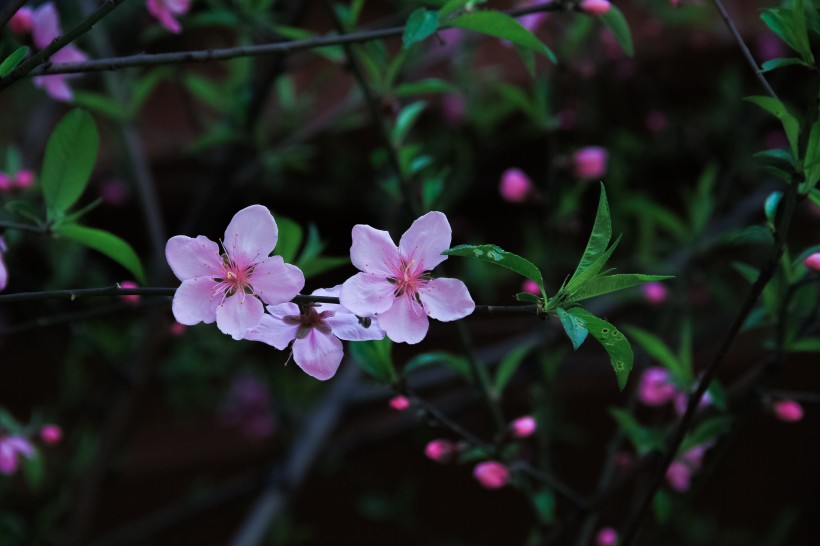 春季唯美桃花图片