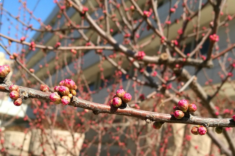 团花锦簇的海棠花图片