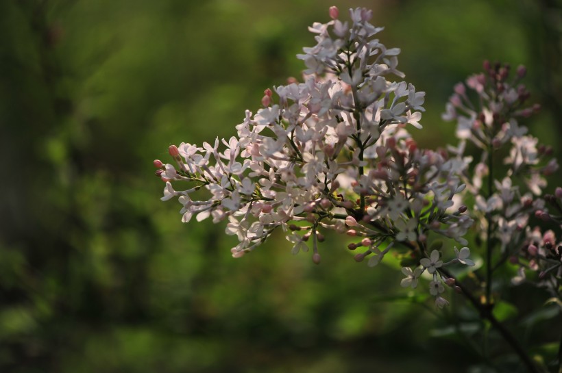 淡雅丁香花图片