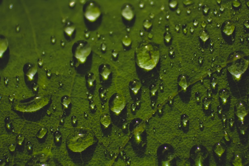 雨后的绿叶图片