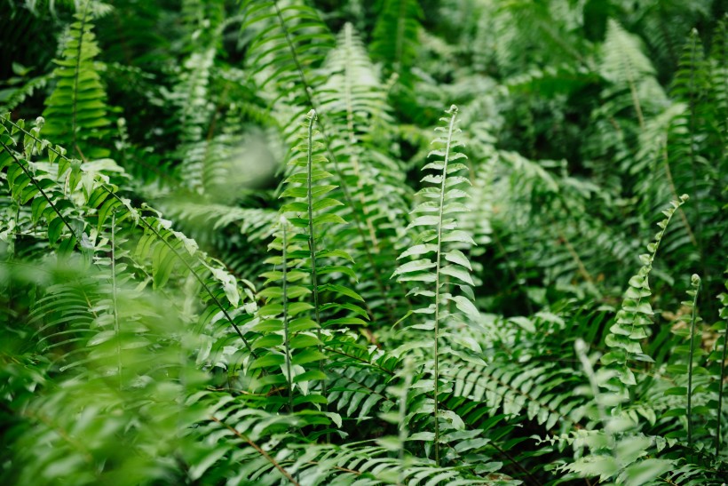 野生绿色蕨类植物图片