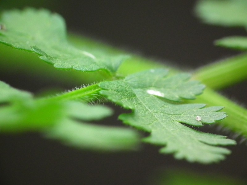 绿色蕨类植物图片