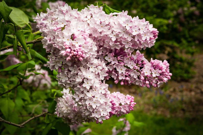 淡雅唯美的丁香花图片