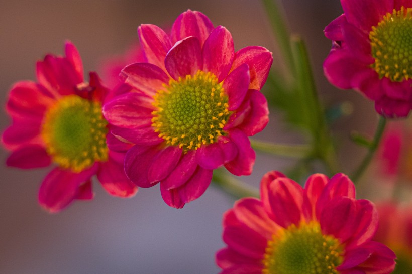 红色的雏菊花图片