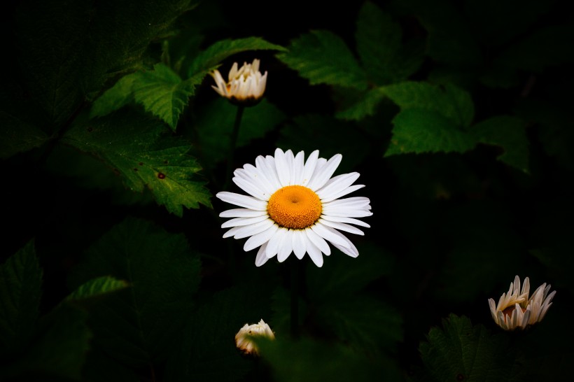 白色淡雅的雏菊花图片