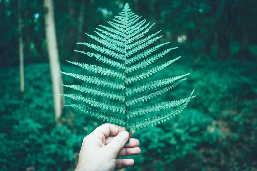 绿色蕨类植物图片