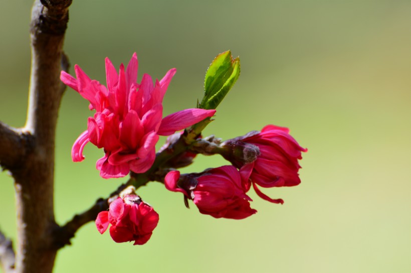 菊花桃图片