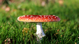 森林里红色野生毒蘑菇图片(17张)