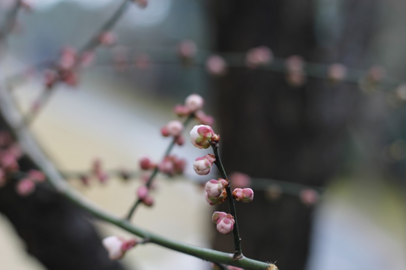 含苞待放的梅花图片