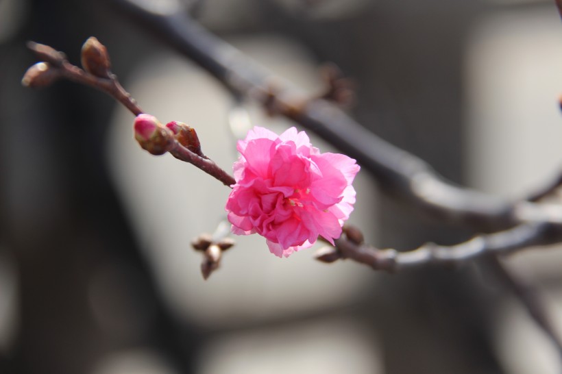 枝头热烈绽放的桃花图片