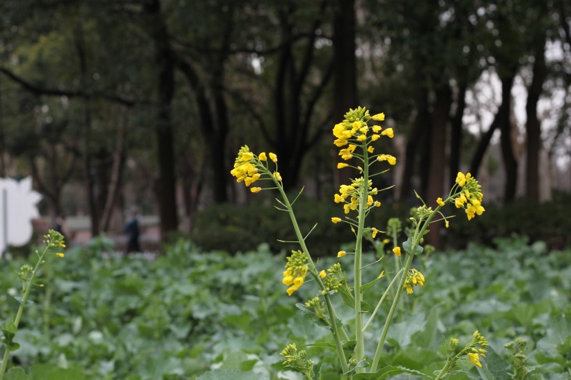 油菜花图片