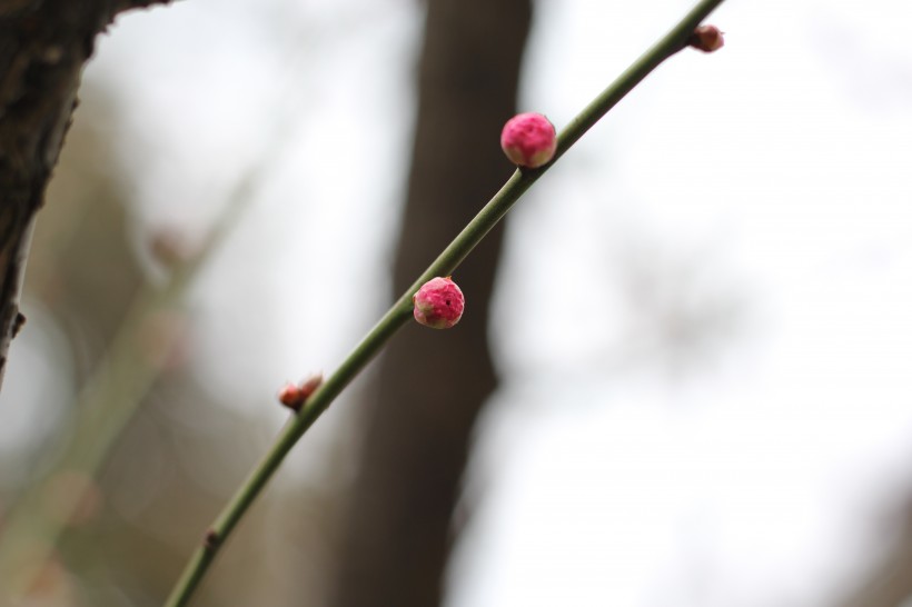 含苞待放的梅花图片