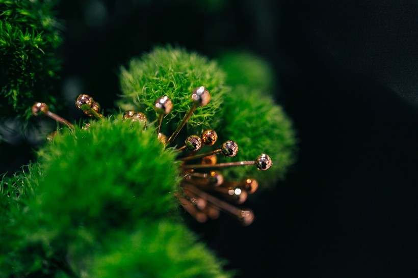 特写镜头下的鲜花和植物的图片