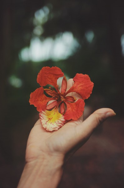 手中的鲜花图片