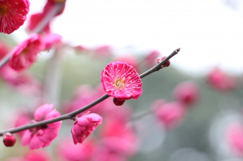 盛开的红梅花图片