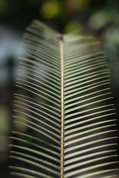 绿色的植物叶片图片