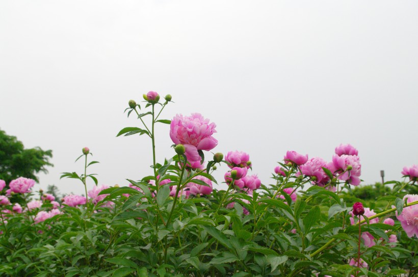 粉红色娇美的芍药花图片