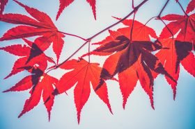 秋天唯美的红色枫叶图片(16张)