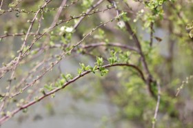 绿油油的嫩叶图片(11张)