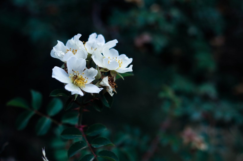 洁白的鲜花图片